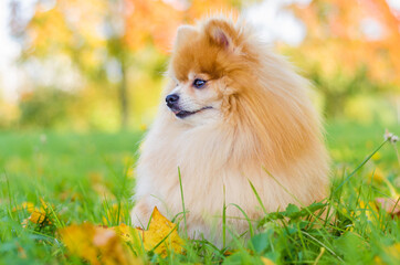 joyful smiling miniature fluffy happy ginger Pomeranian Spitz adult dog outdoor in autumn park with foliage yellow leaves in sunny day. Puppy waiting his owner. copy space, place for text