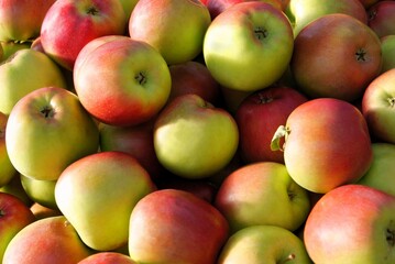 MULTICOLOR TASTY ,SWEET APPLES FROM ORCHARD CLOSE UP