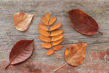Orange autumn leaves on rustic wooden background