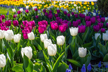 Bright pink and white tulips outdoor. Beautiful spring landscape with tulip blossom on a flower...