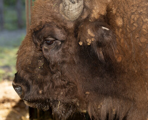 European bison (Bison bonasus), also known as the wisent. Muzzle of an animal at close range.