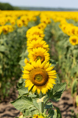 Field of Golden sunflowers, illuminated by the midday sun. Sunflower Flower Blossom.