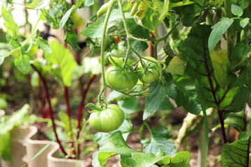 green tomatoes  on branches in the garden