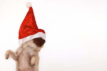 christmas pug dog with hat santa claus on white background with copy space