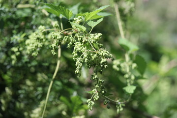 close up of a plant in the garden, plant, green, flower, nature, leaves, grass, closeup, herb, fresh, natural, basil, summer,