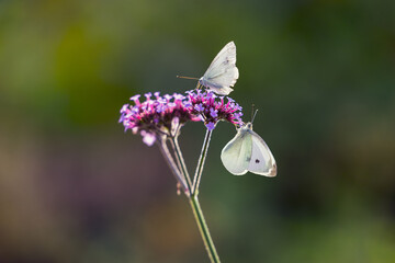 Two Large White butterflies, Pieris brassicae, also called cabbage butterfly, agricultural pests on a Purpletop Vervain flower (Verbena bonariensis) on a sunny September day. Closeup, defocused