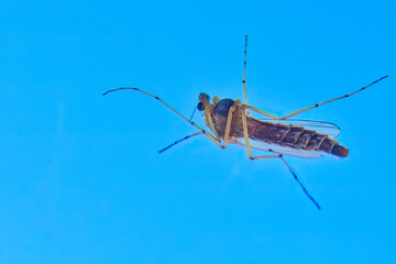Mosquito on a window