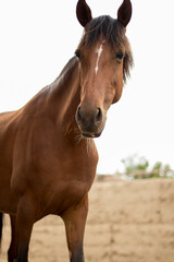 Fototapeta premium Frienly Horse 