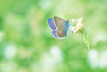 Blue butterfly on a white flower on a green background