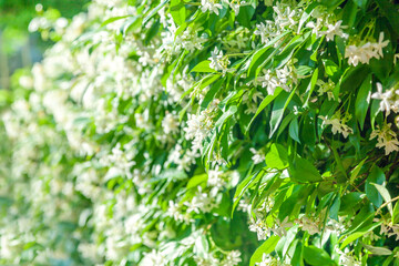 Obraz premium Trachelospermum jasminoides