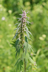 Medicinal plant motherwort (Leonurus cardiaca)