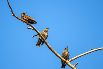 Three variegated birds sit on a branch of an old tree against a blue sky.