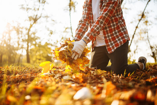A man being a volunteer collects old yellow and red leaves on a lawn wearing gloves and red shirt. Young communal worker cleans the park from fallen leaves in the autumn. Seasonal job concept.