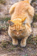 A fluffy dirty homeless red cat sits relax in a garden near blooming spring flowers. Clear weather, the animal enjoys. Shallow depths of the field