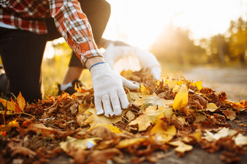 Obraz premium Male volunteer grabs a pile of fallen leaves and puts them into a garbage bag in the park. Man wearing gloves stacks the old colorful yellow and red leaves into a sack. Seasonal cleaning concept.