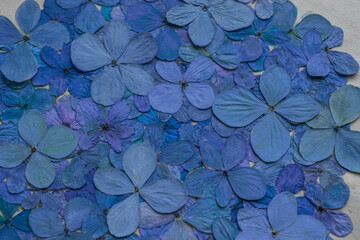 Close up of a notebook with blue pressed hydrangea  flowers