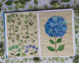 Notebook with pressed hydrangeas herbarium and hydrangea stems