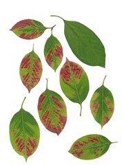 green and red foliage of VIBURNUM LENTAGO at autumn