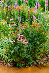 Obraz premium flowers in the autumn garden