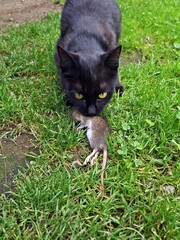 Cat eating mouse in the grass. Cat hunting mouse. 