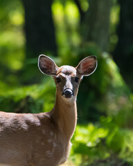 Pennsylvania White Tail 