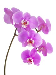 Naklejka na ściany i meble pretty purple flower orchid Phalaenopsis close up isolated