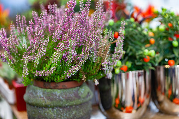 Heather flowers in the pot