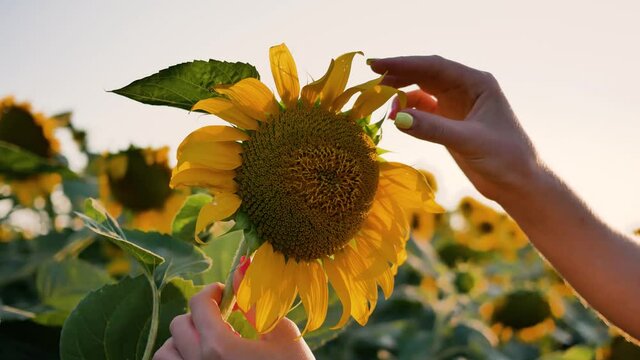 Close-up female hand holds sunflower flower and tears off flower petals one by one. Game of loves - does not love