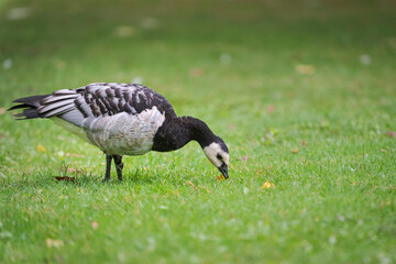 black and white duck, Barnacle goose, Branta leucopsis, single feral goose on grass, Spain © JoseClaudio