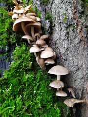 A group of tinder fungi on a thick tree trunk in a green moss
