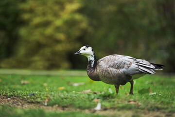 black and white duck, Barnacle goose, Branta leucopsis, single feral goose on grass, Spain