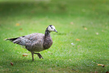 black and white duck, Barnacle goose, Branta leucopsis, single feral goose on grass, Spain