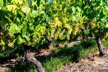 Helle Trauben weiße Rebsorte