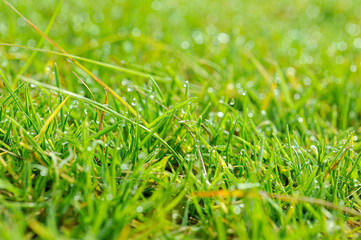 Gotas de rocío en pasto verde