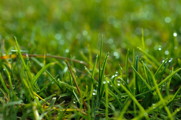 Gotas de rocío en pasto verde