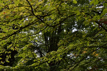 green leaves