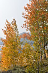 autumn in the forest