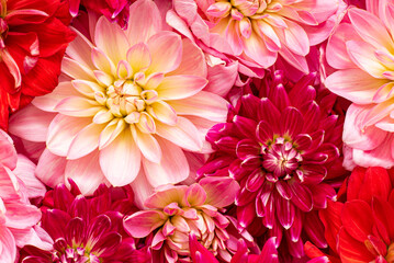  fresh dahlia, top view