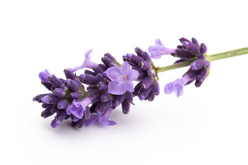 Lavender flowers on a white background.
