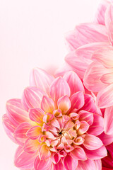  fresh dahlia, top view