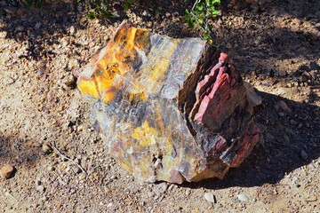 Petrified Wood close up, colorful shades of red, orange, purple, yellow and grey example of fossilized mineralization and permineralization and replacement, along the Escalante Petrified Forest State 