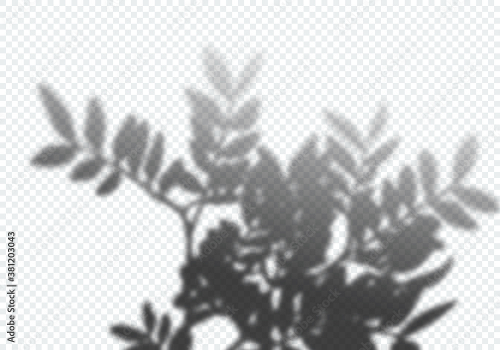 Poster Transparent Vector Shadow of Rowan Branch . Decorative Design Element for Collage and Mock Up. Creative Overlay Effect for Mockups
