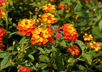 red,yellow and orange flowers of Lantana Camara plant close up