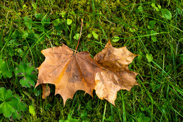 maple leaves on the green grass