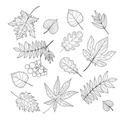 A set of leaves - maple, birch, ash, mountain ash, chestnut, poplar, oak, they are drawn in white with a black outline. Isolated on a white background. Stock vector illustration.
