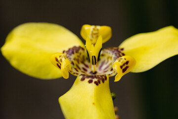 Obraz premium A yellow flower, could be an orquid, or that's what the neighbors say.