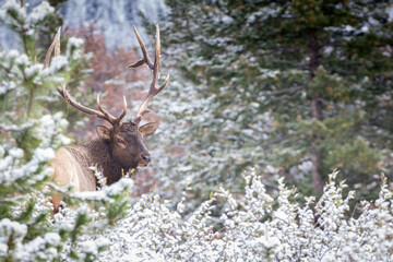 Big mature bull elk in its prime looking over its shoulder 