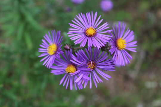 Closeup of New England aster blooms at Somme Woods in Northbrook, Illinois
