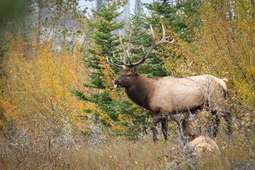 Naklejka na ściany i meble Large mature bull elk in beautiful fall colour brush..