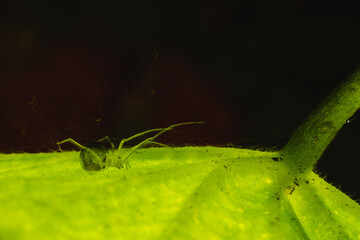 A macro shot of a translucent spider under a leaf, this shot was flipped over.